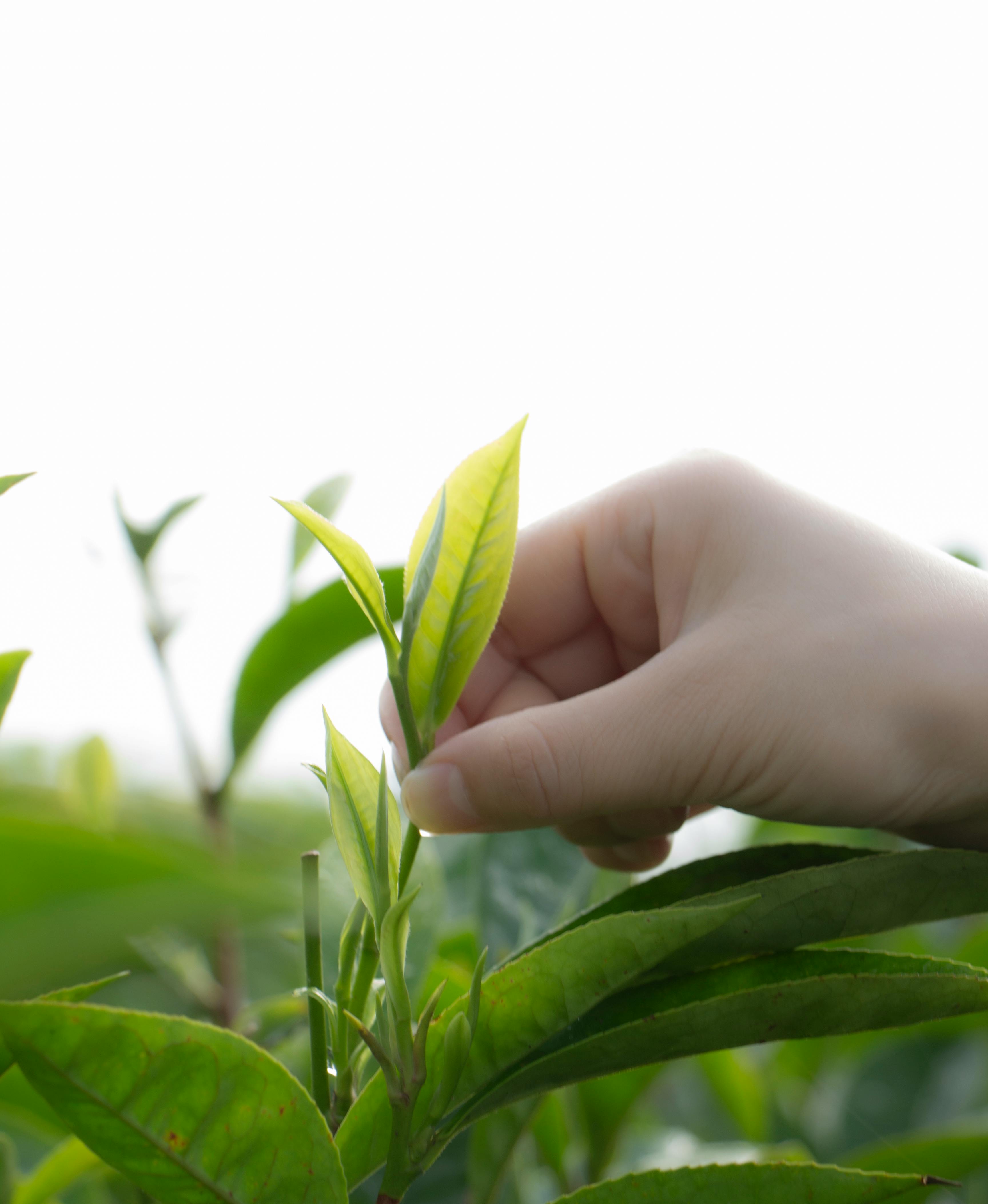 Tea Leaves/Tea Powder
